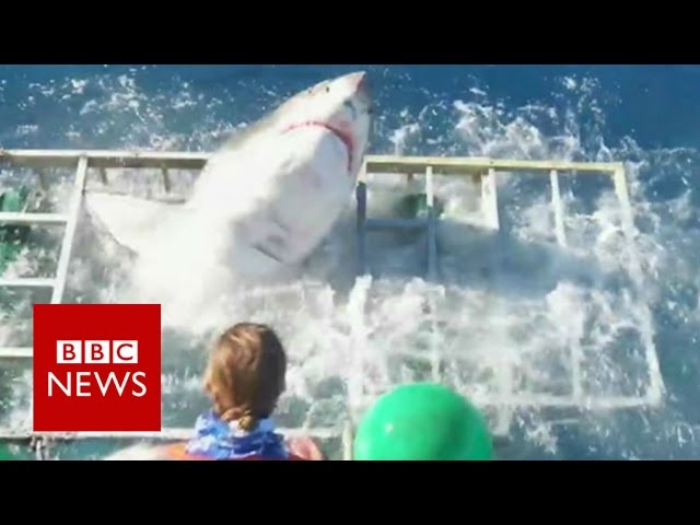 Shark smashes into cage on dive trip – BBC News