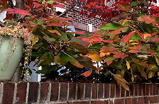 Foliage and Fruit for a Vibrant Fall Webinar