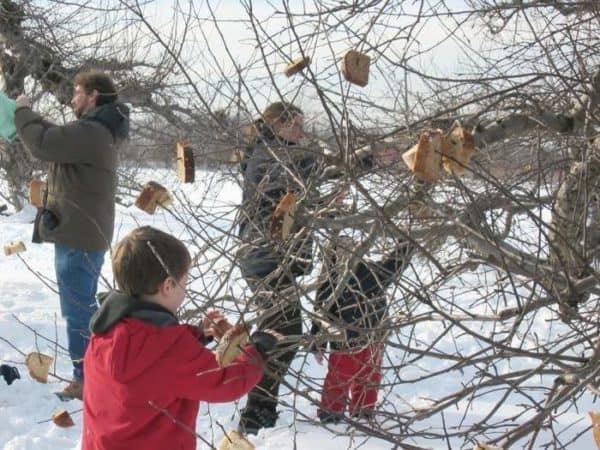 Wassailing the Apple Trees