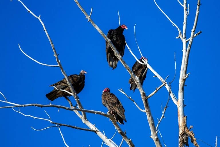 Vultures: Nature’s cleanup crew helps ecosystem