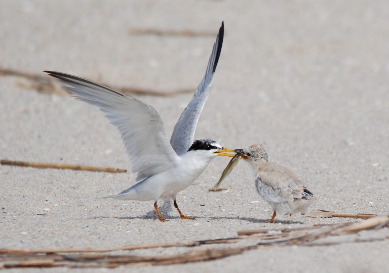 Share the sand with beach-nesting birds!
