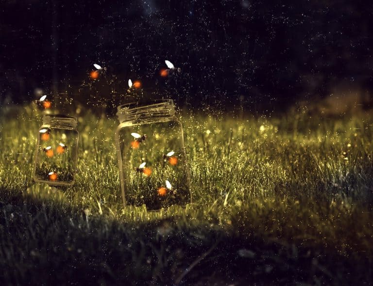 Fireflies: ‘Jewels of the night’ that may be disappearing