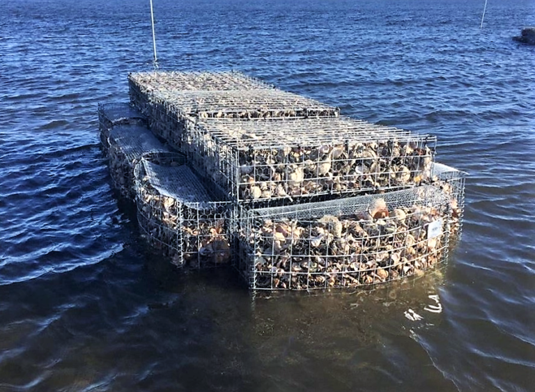 Oysters at work: Cleaning water, preventing erosion, helping marine life
