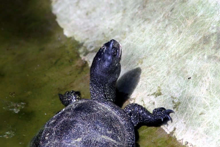 New Jersey’s rarest turtles face many threats