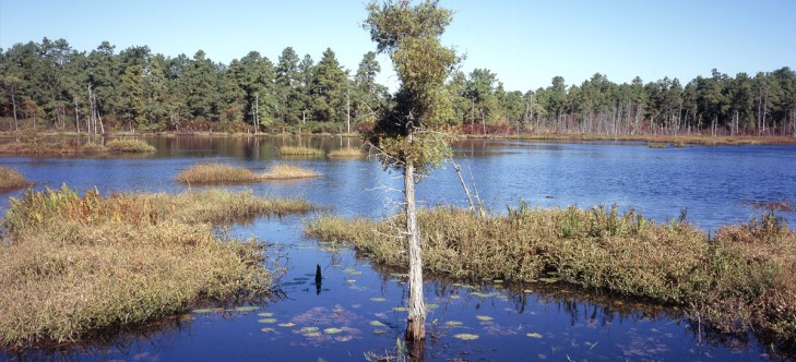 Protecting the wetlands that help protect New Jersey