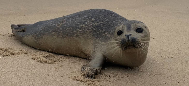 Enjoy winter’s seals – from a distance!