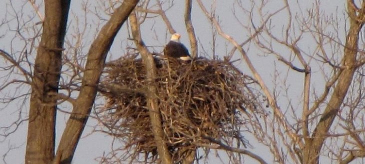 Hopes soar as New Jersey’s bald eagle population grows