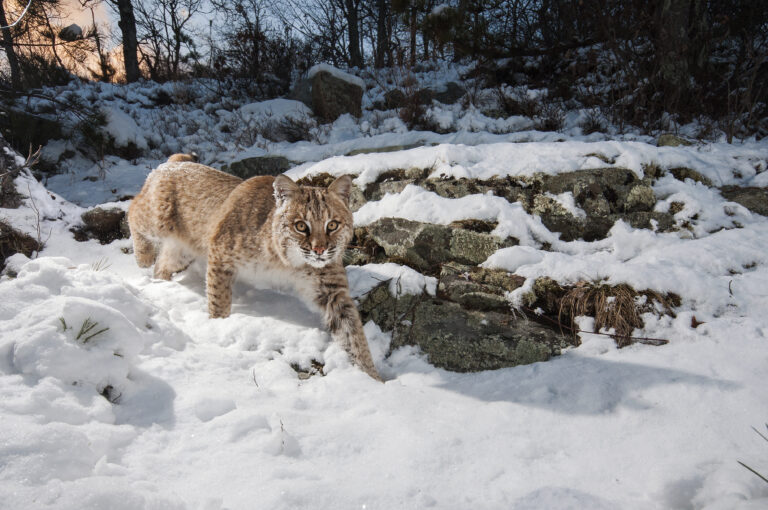 Shy, elusive bobcats rebounding in New Jersey