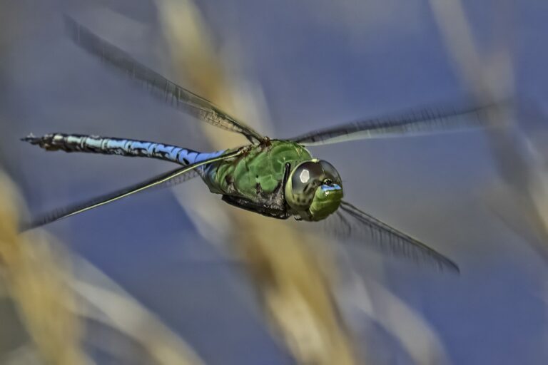 An ‘ode’ to New Jersey’s dragonflies and damselflies