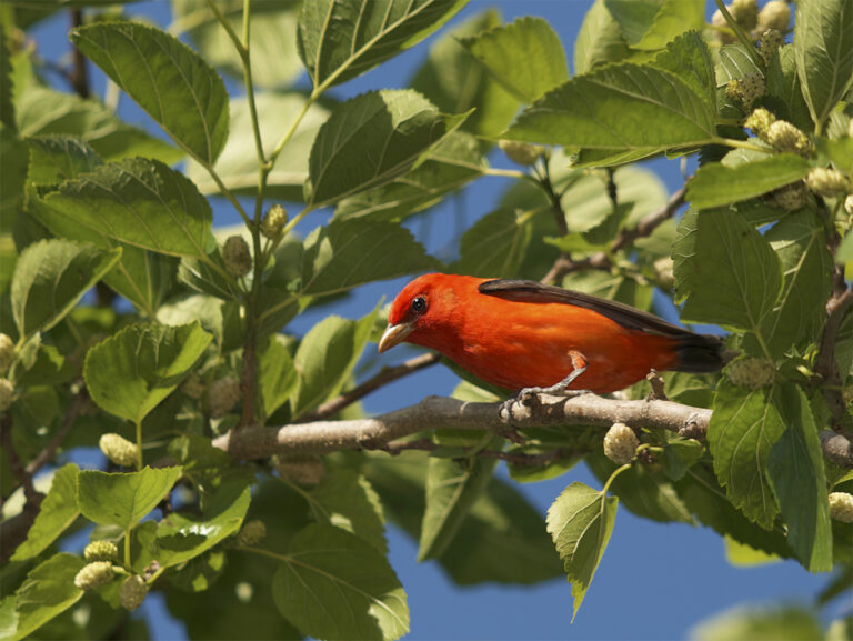 Migrating birds from the tropics returning to New Jersey