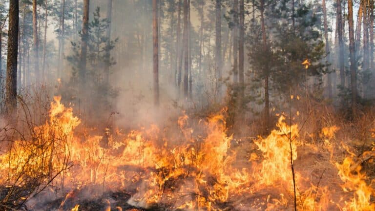 Forest Fire Caused by Illegal Fireworks Is the Largest Wildfire in New Jersey’s Pinelands This Year