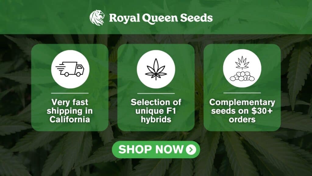 royal queen seeds